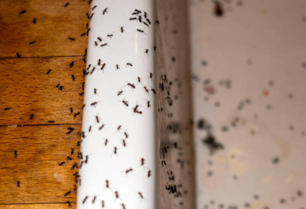 Best Pest Inspection Near Me  in Warsaw, IL