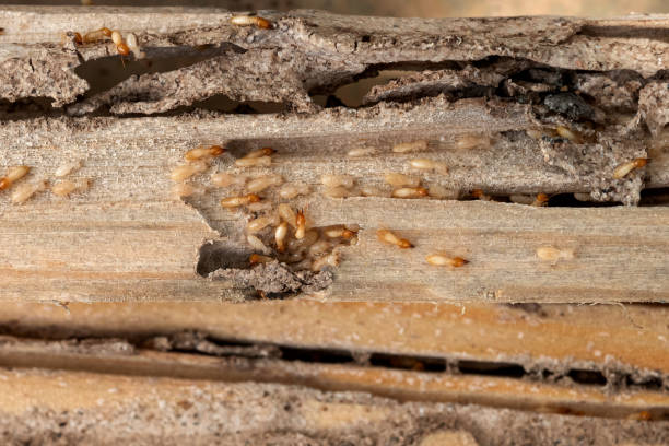Best Wasp Removal Services  in Warsaw, IL
